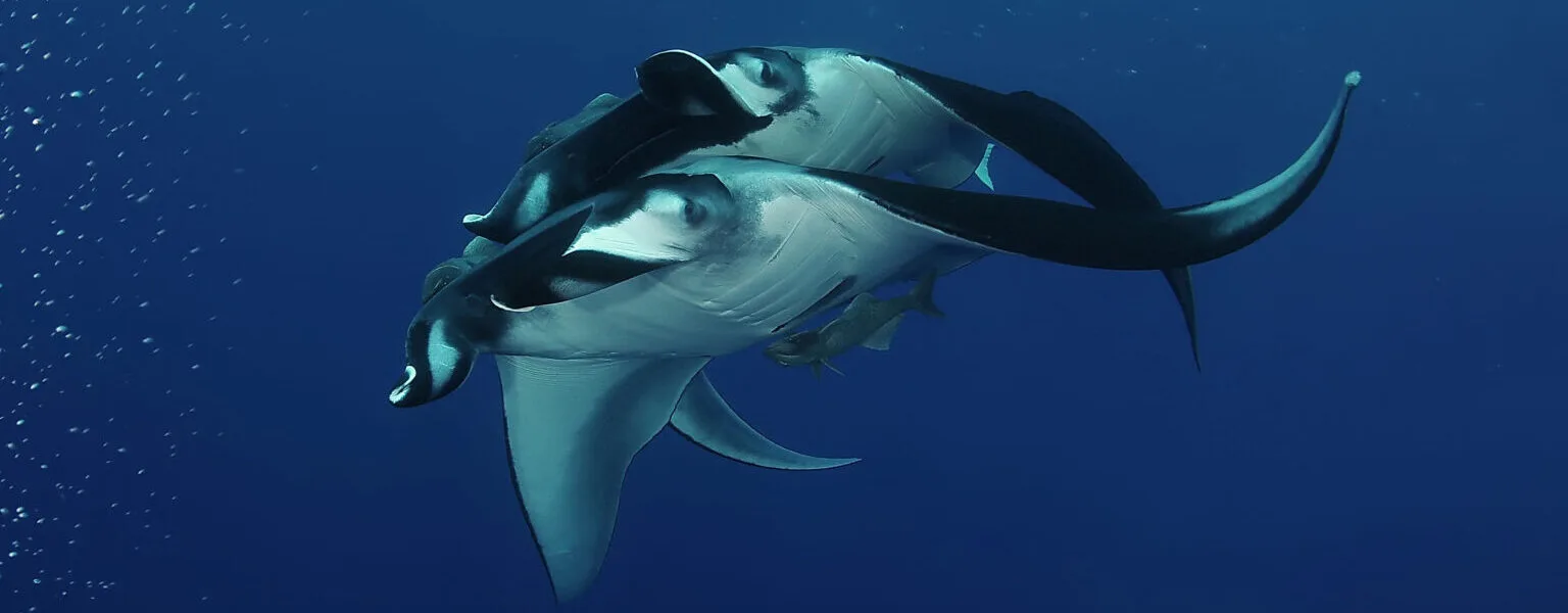 Manta Point galapagos mantas 2 1536x1024 1 e1739399385464