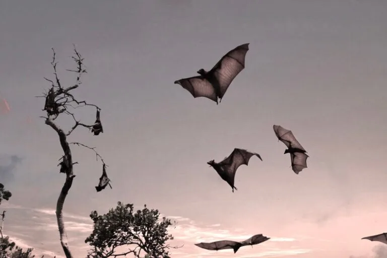 Kalong Island: Our 5 Best Tips for Bat Watching & Sunset Tours 2 pictures of the huge kalong island bat
