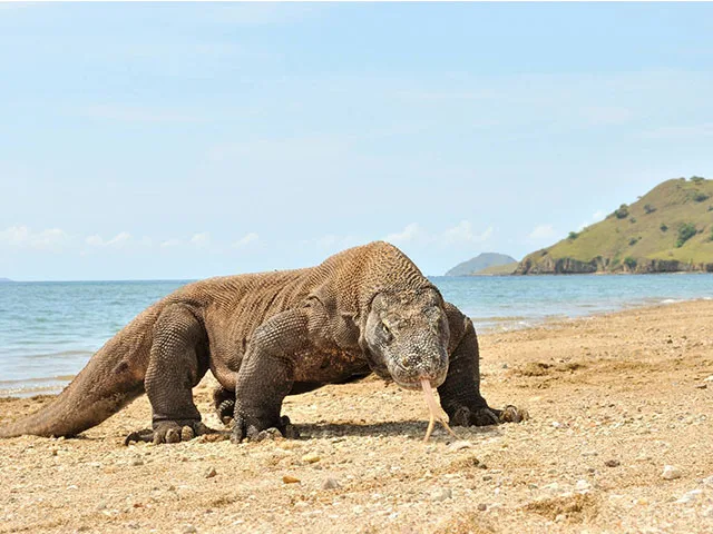 Rinca Island 1 komodo dragon