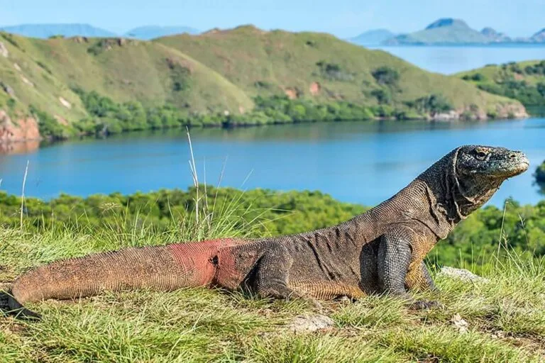 Rinca Island 4 komodo2
