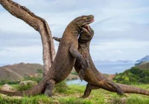 Blog : Komodo Island vs Bali: A Traveler’s Guide to Choosing Your Perfect Destination