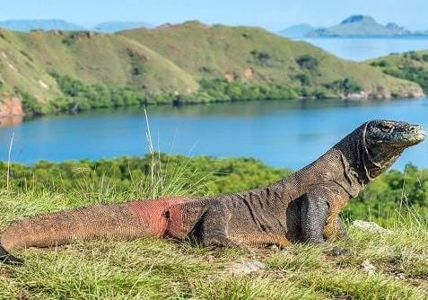 komodo2