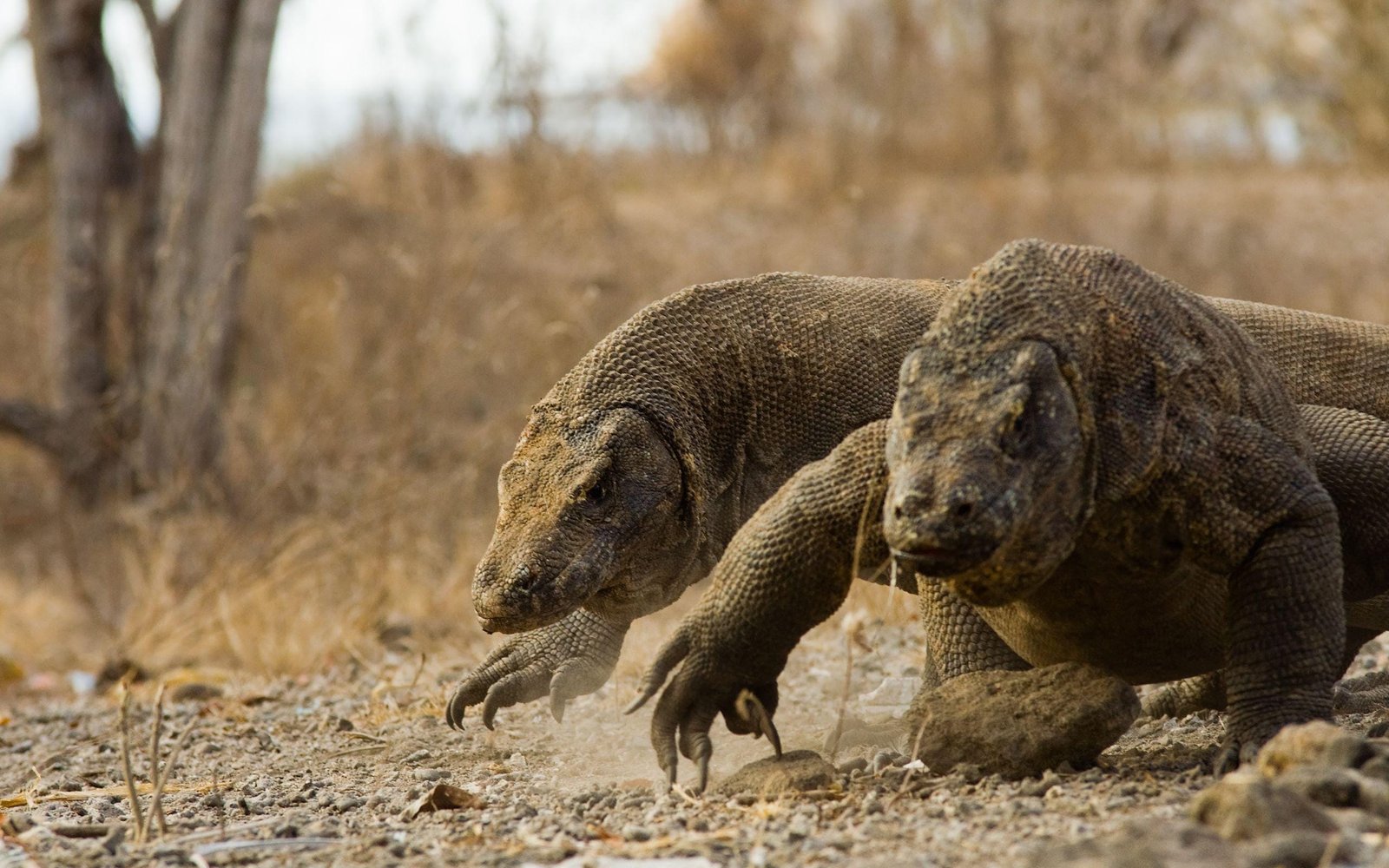 Blog : When to go to Komodo Islands? The Best Time to Visit. 8 wp2355959 komodo dragon wallpapers
