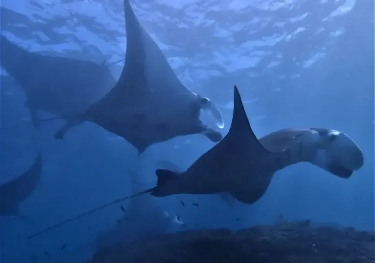 Our Program 17 Ikan-Pari-Manta-cleaning-station-Nusa-Penida-Bali