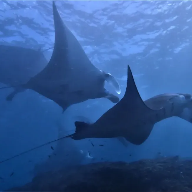 Cruise in Komodo National Park for 3 Days 2 Nights (3D2N) 27 Ikan-Pari-Manta-cleaning-station-Nusa-Penida-Bali