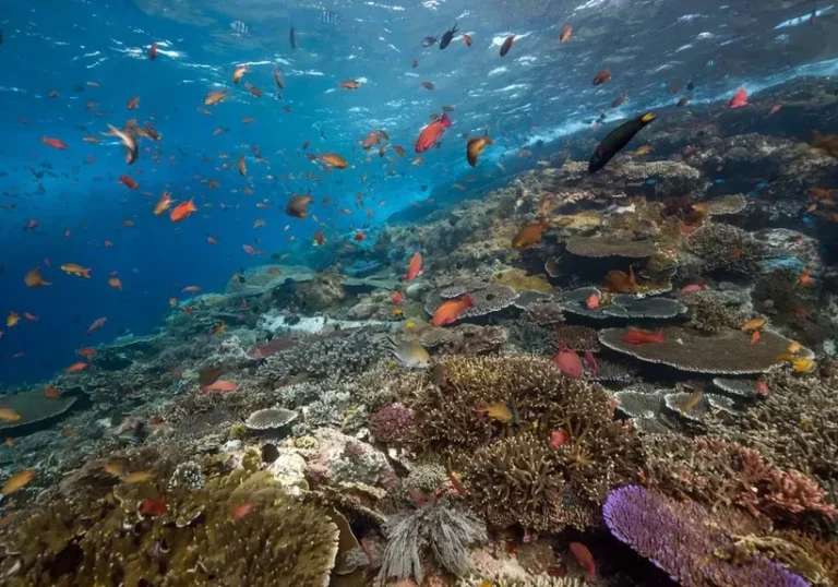 Our Program 33 Komodo-National-Park-Indonesia-coral-3591