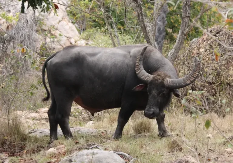 Our Program 7 Water_buffalo_at_Rinca