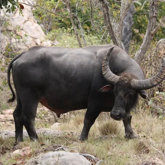 Cruise in Komodo National Park for 3 Days 2 Nights (3D2N) 23 Water_buffalo_at_Rinca