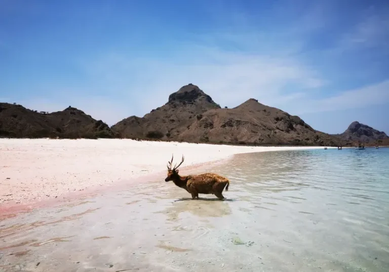 Our Program 21 deer-on-pink-beach-komodo-island