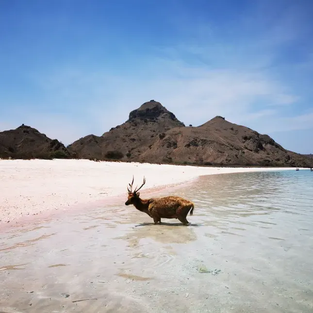 Cruise in Komodo National Park for 3 Days 2 Nights (3D2N) 20 deer-on-pink-beach-komodo-island