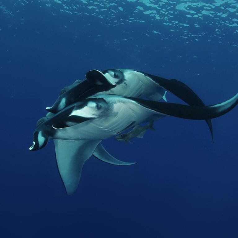 Cruise in Komodo National Park for 3 Days 2 Nights (3D2N) 26 galapagos-mantas-2-1536x1024