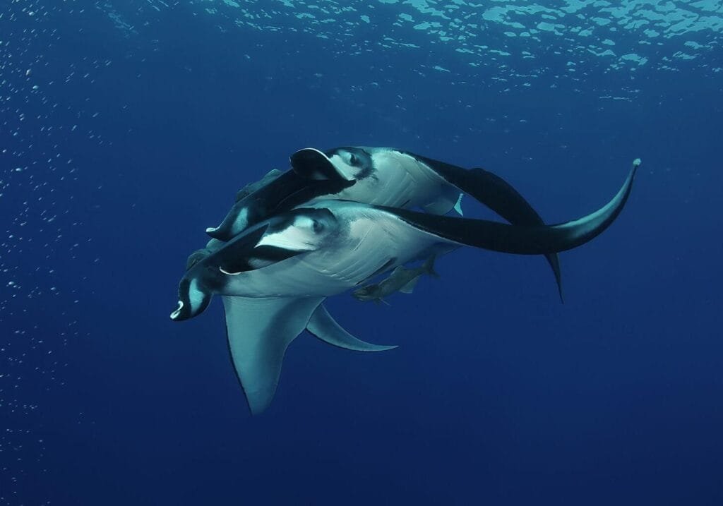 Blog : Komodo Island vs Lombok : A Traveler’s Guide to Choosing Your Perfect Destination 19 galapagos mantas 2 1536x1024 2