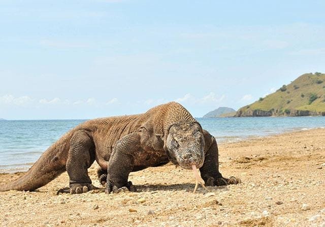 Our Program 1 komodo dragon