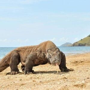 rinca island komodo dragon komodo national park