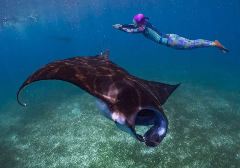 Our Program 14 komodo-manta-ray-snorkeler