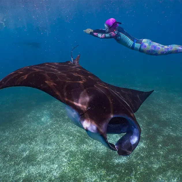 Cruise in Komodo National Park for 3 Days 2 Nights (3D2N) 28 komodo-manta-ray-snorkeler