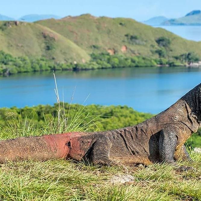 Cruise in Komodo National Park for 3 Days 2 Nights (3D2N) 22 komodo2
