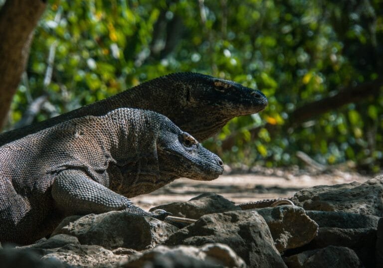 komodo4k 2 3