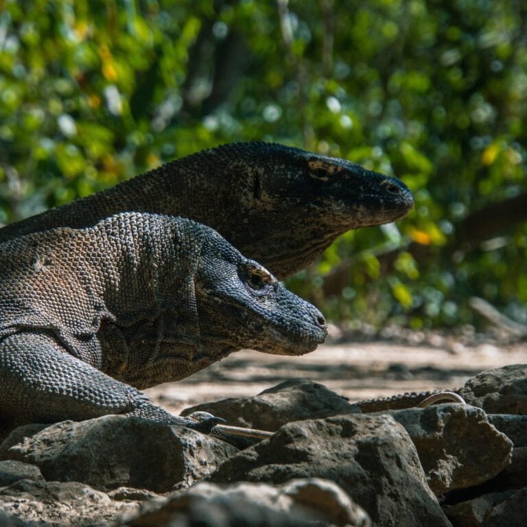 Cruise in Komodo National Park for 3 Days 2 Nights (3D2N) 21 komodo4k (2)