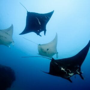 manta point