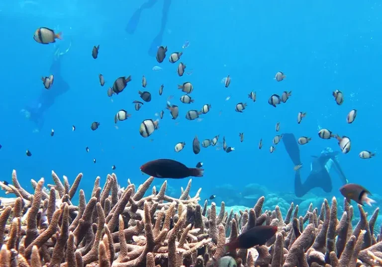 Our Program 36 snorkelers-coral-fish-indonesia