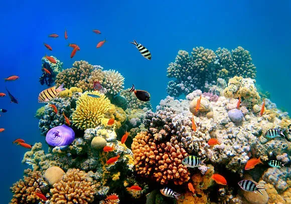Our Program 31 tropical-fish-on-a-coral-reef