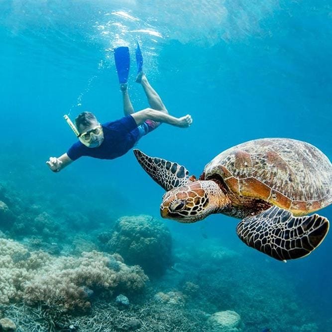 Cruise in Komodo National Park for 3 Days 2 Nights (3D2N) 11 turtle
