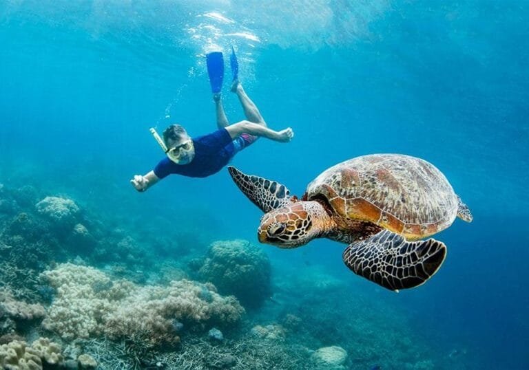 Our Program 15 turtle