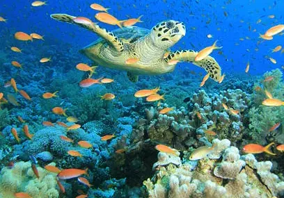 Our Program 19 turtle-in-cloud-of-anthias