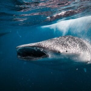 saleh bay whale sharks