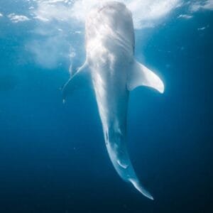 saleh bay whale sharks