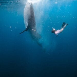 saleh bay whale sharks