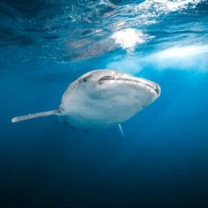 saleh bay whale sharks