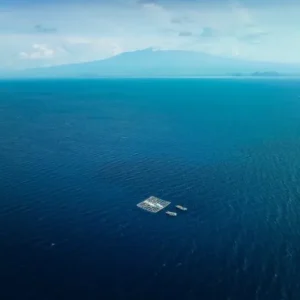 saleh bay whale sharks