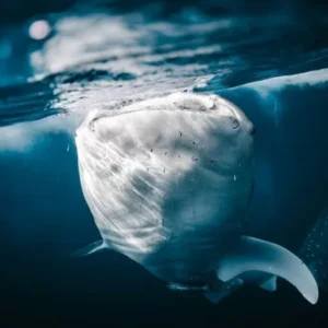 saleh bay whale sharks
