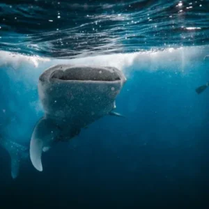 saleh bay whale sharks