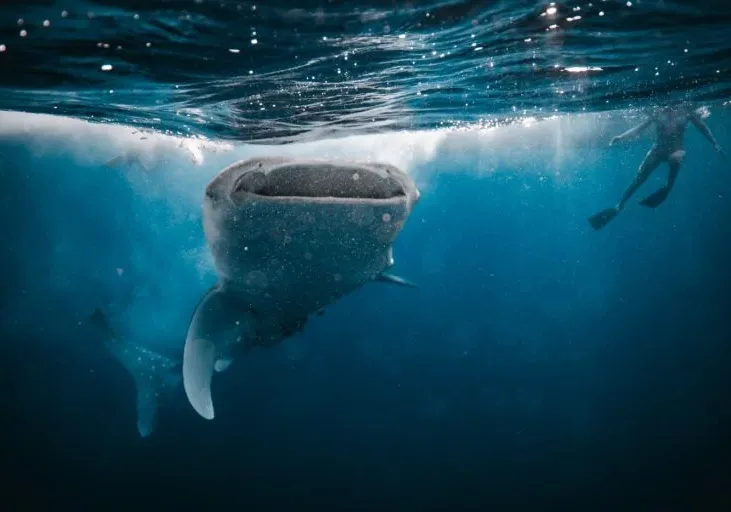 whale sharks sumbawa lombok 6 768x512 4
